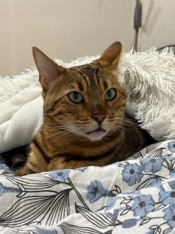 Bengal Cat Naps in Blankets in Yekaterinburg Home
