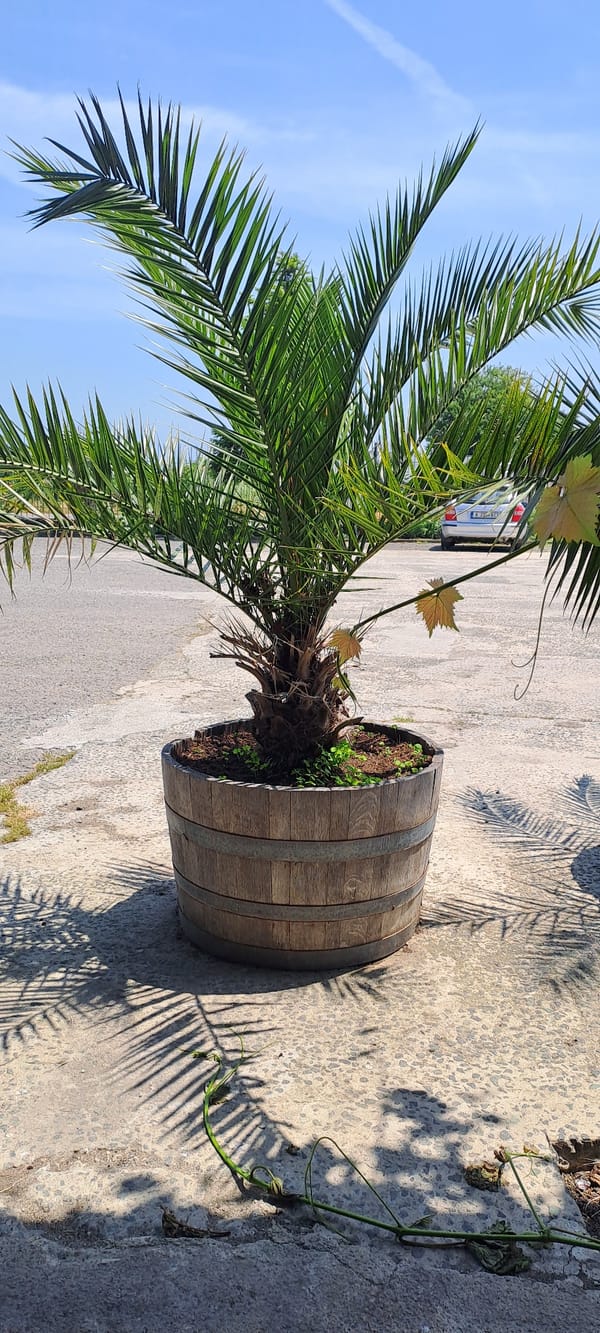 Palm trees in wooden planters documented in Velika, Bulgaria