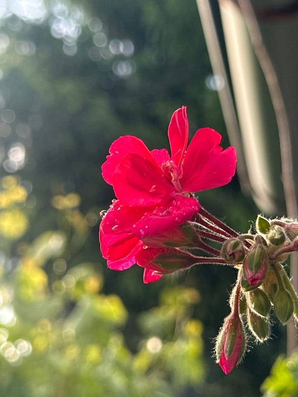 Blooming geraniums photographed in Bulgarian village
