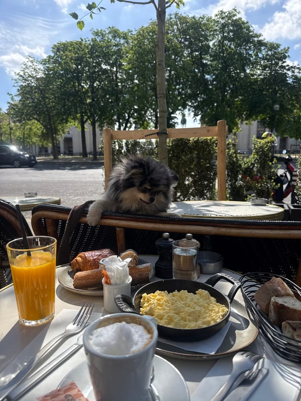 Pomeranian joins breakfast at Paris café table