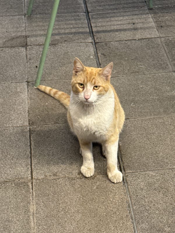 Evening snapshots capture everyday Mexico City life, blooming trees
