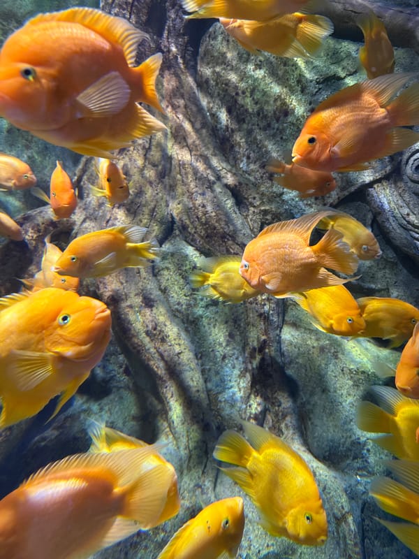 Tourist visits VinWonders Nha Trang aquarium and resort facilities