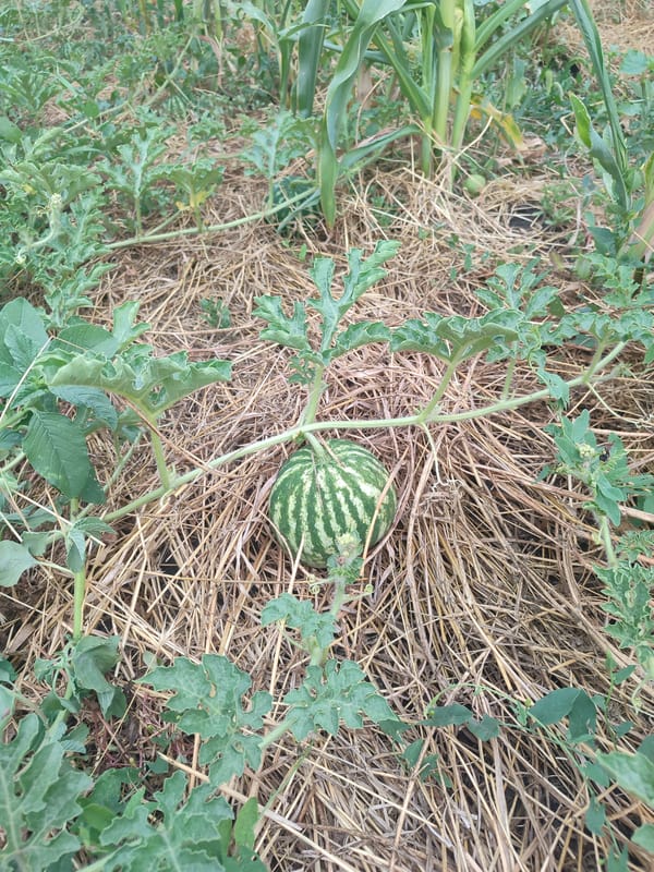 Young watermelons growing among vines and corn in a garden patch