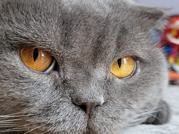 Cat portraits and urban twilight captured across evening hours