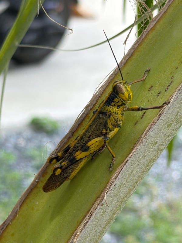 Vivid yellow and black grasshopper explored up close in Ko Samui