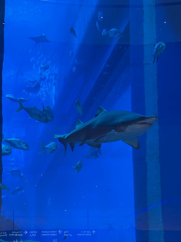 Dubai Aquarium marine life observed by visitor