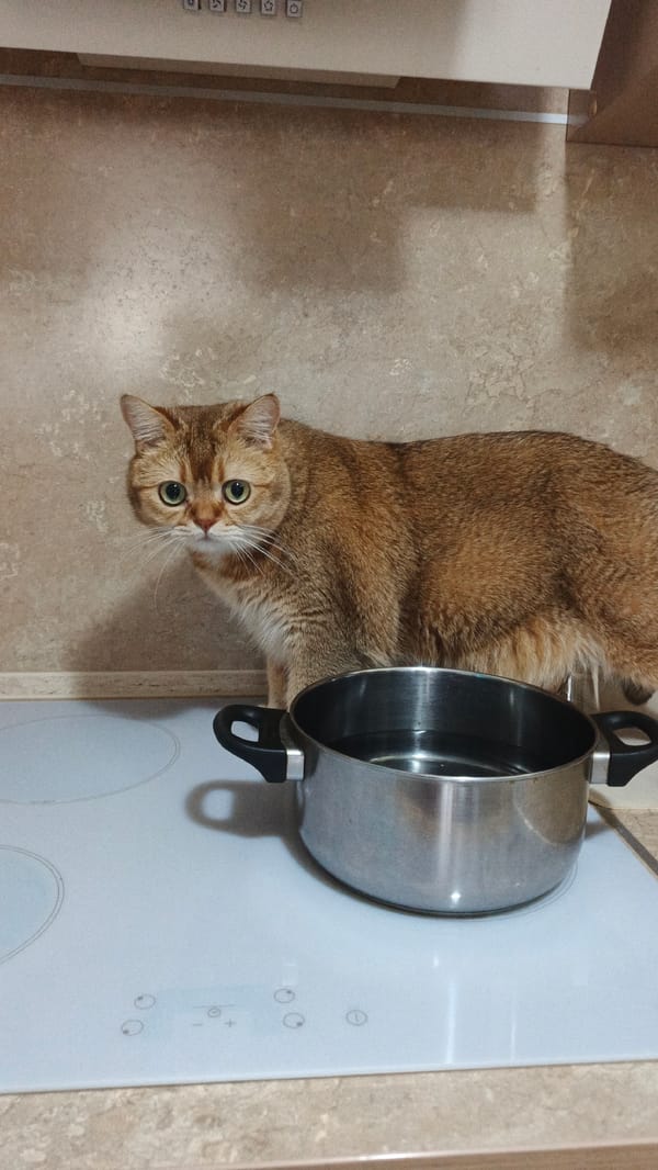 Ginger cat's kitchen adventures in Yekaterinburg morning