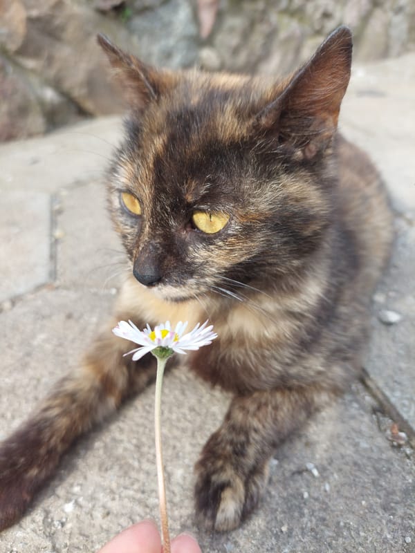 Person offers daisy flower to tortoiseshell cat on concrete