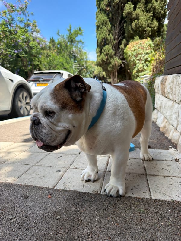 English Bulldog day out in Haifa, with local street color