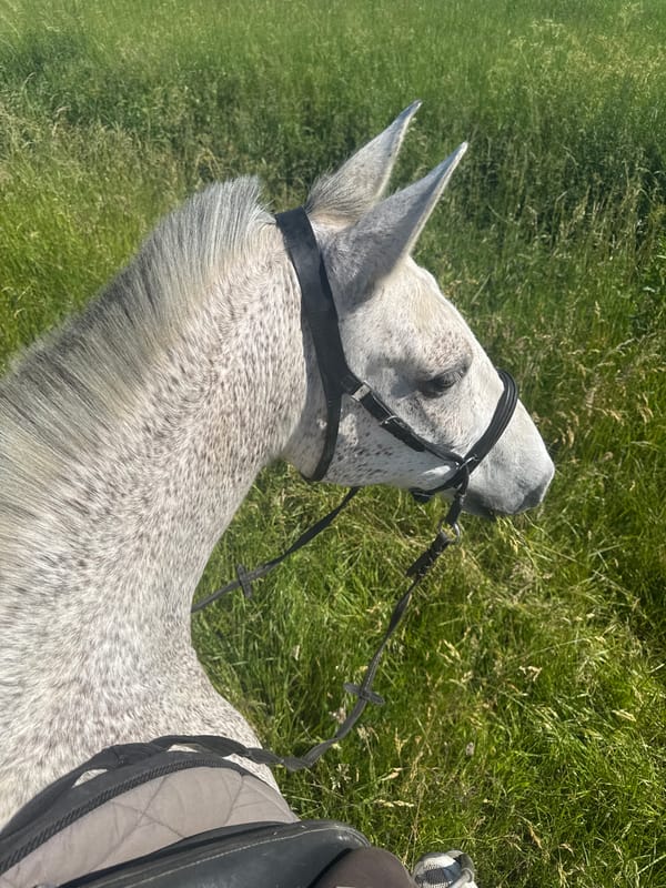 Horseback riding activities documented in Estaimpuis, Belgium countryside
