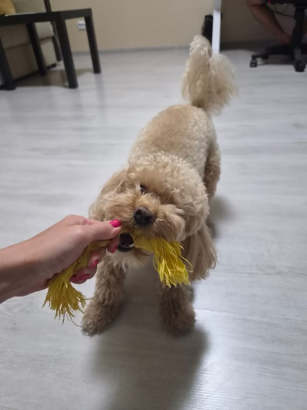 Toy poodle plays tug with a yellow rope toy at home