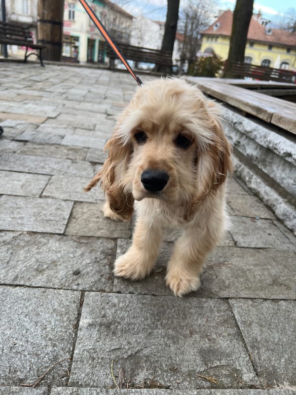 Cocker Spaniel puppy spotted on Berkovitsa streets
