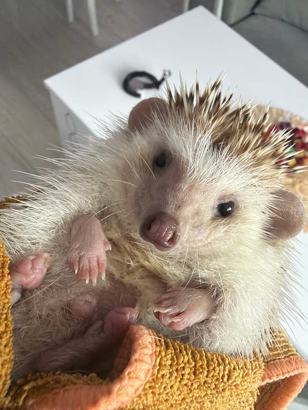 Pet hedgehog handled in Sofia morning encounter