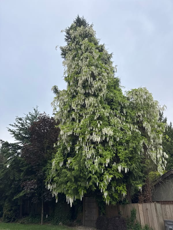 Spring blooms flourish across Vancouver residential neighborhood