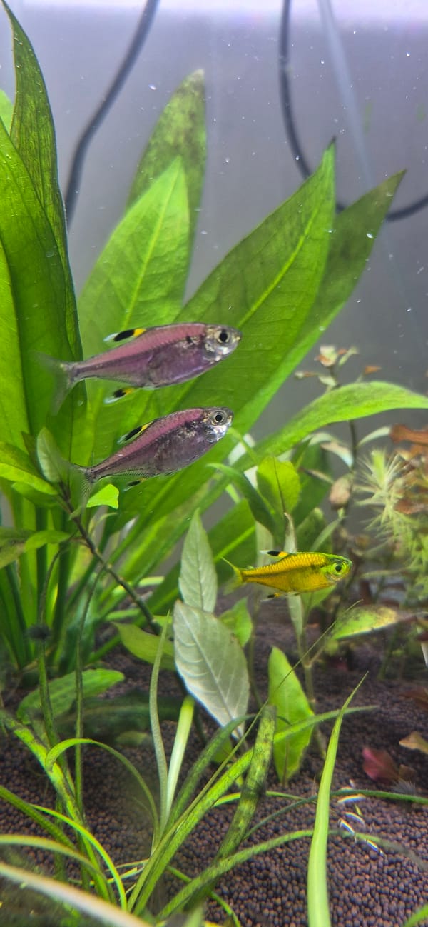 Pet life at home: aquarium fish and a gray rabbit in Ussurijsk