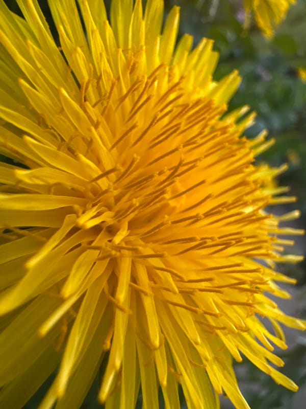 Multiple cats spotted in Desborough residential areas Wednesday evening