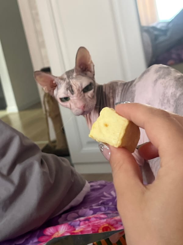 Sphynx cat gets offered a cube of cheese indoors