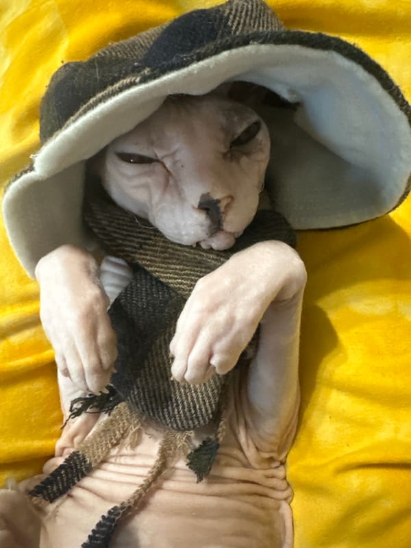 Sphynx cat photoshoot with props and costumes in Togliatti