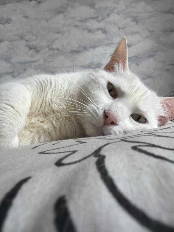 White cat rests on patterned cushion in Tokkari