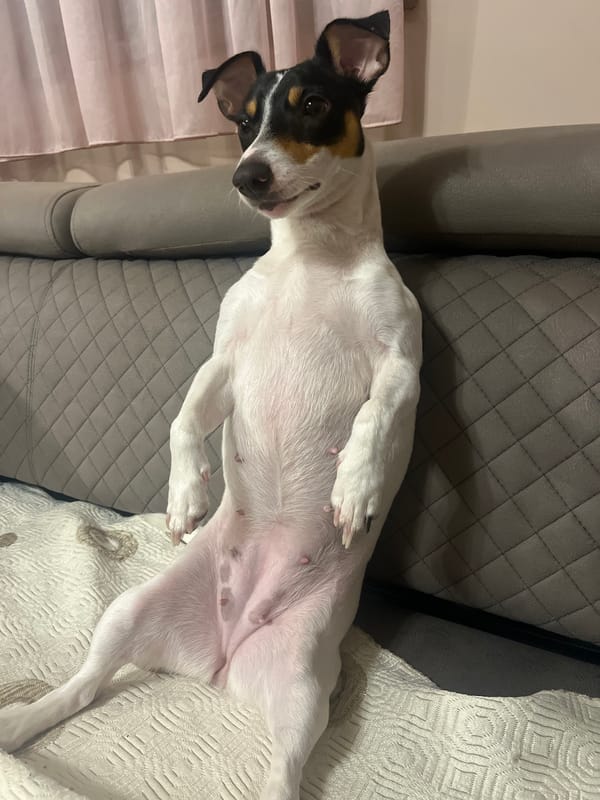 Small dog rests upside down on sofa in Varna home