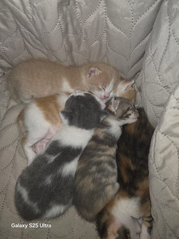 Quiet domestic moments with kittens, children captured in Dulovo