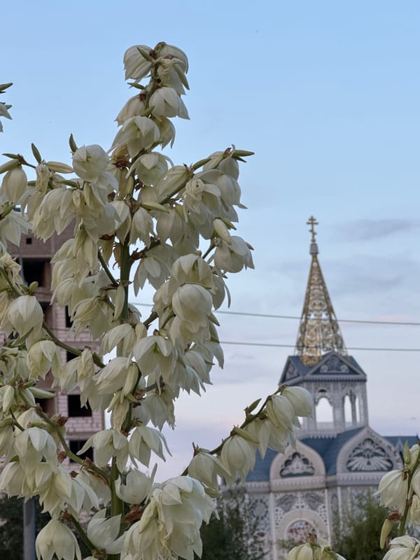 City stroll: construction, blooms, a dog, and passing aircraft