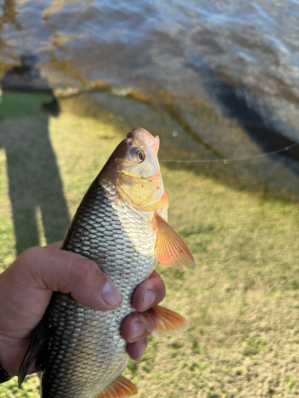 Fishing trip documented in Chaikovsky, Russia with catches and releases