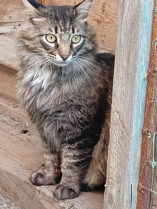 Cats, dogs, bugs, and plants in a Russian backyard