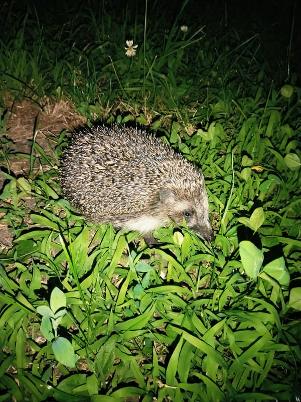 Summer evening in a Horishni Plavni park with pets and wildflowers