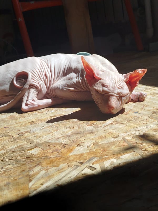 Sphynx cat and garden life on a summer morning in Zavodoukovsk