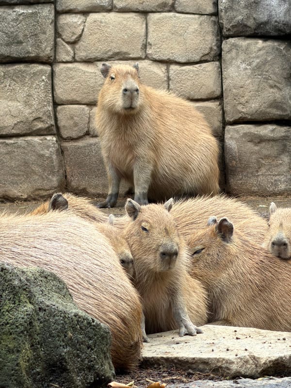Zoo Animals and Ancient Petroglyphs Documented in Ito, Japan