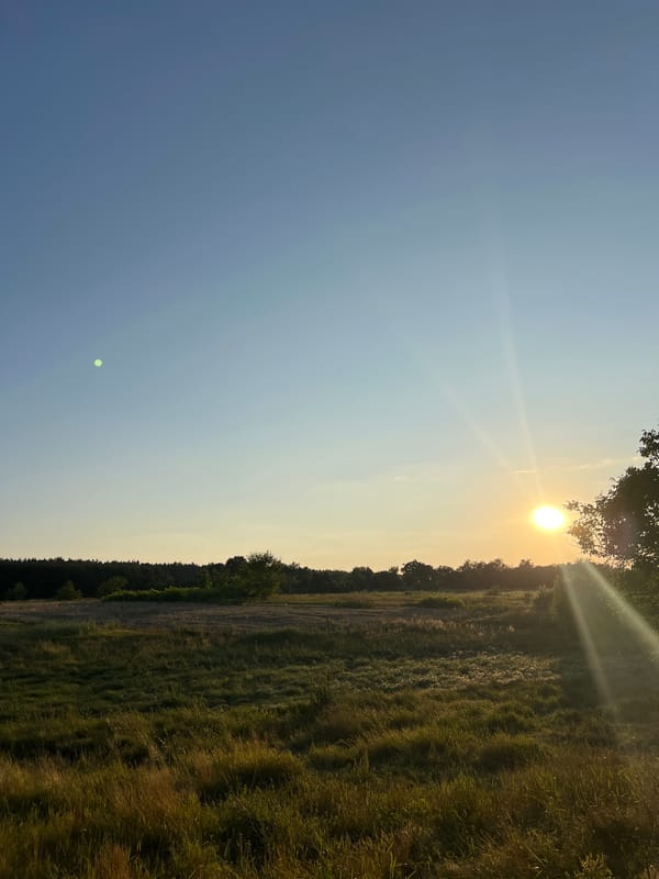 Golden hour selfies and landscapes at a sunlit meadow