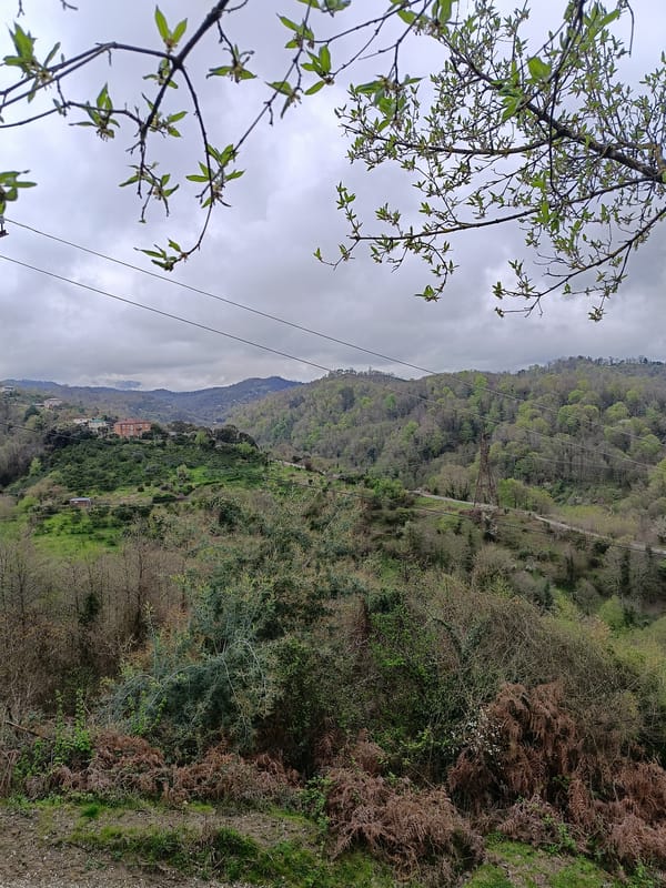 Black dog plays with stick on grass in Abkhazia