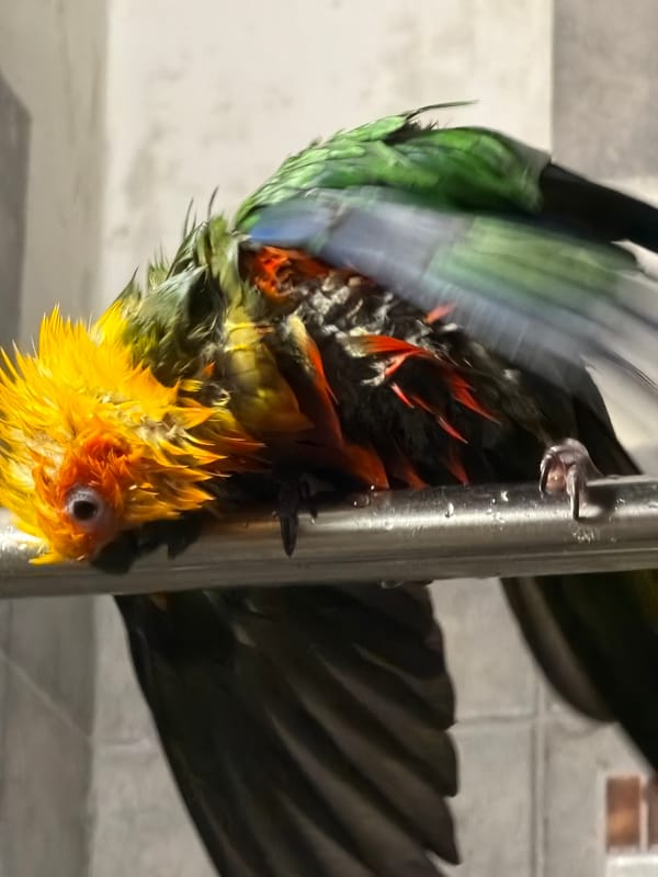 Pet parrot's morning bath routine captured in Khimki home