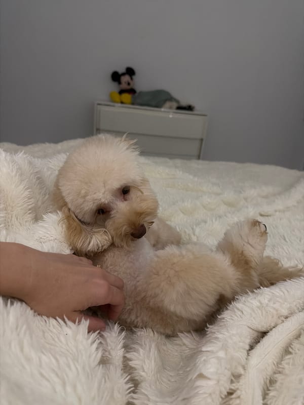 Laid-back evening at home with two dogs in Bila Tserkva