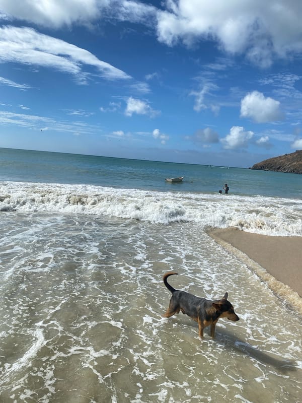 Macaw and horseback rider spotted at Venezuelan beach