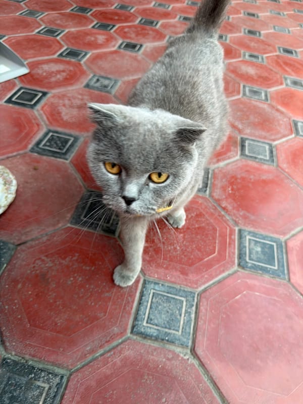 Yellow-collared grey cat on Tashkent's tiled floors