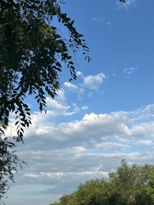 Blue sky and clouds through tree branches, cell tower in view