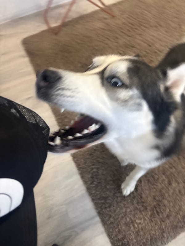 Husky dog photographed by multiple witnesses in Plovdiv