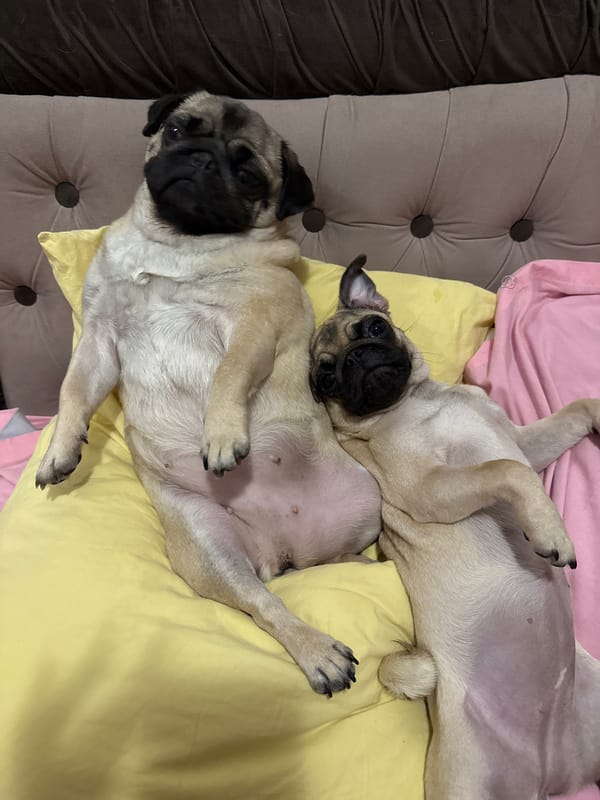 Pug hits peak relaxation on a yellow pillow