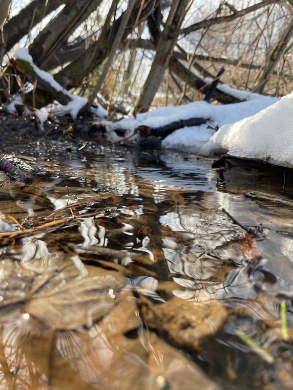 Spring nature scenes documented in rural Zhigalki, Russia