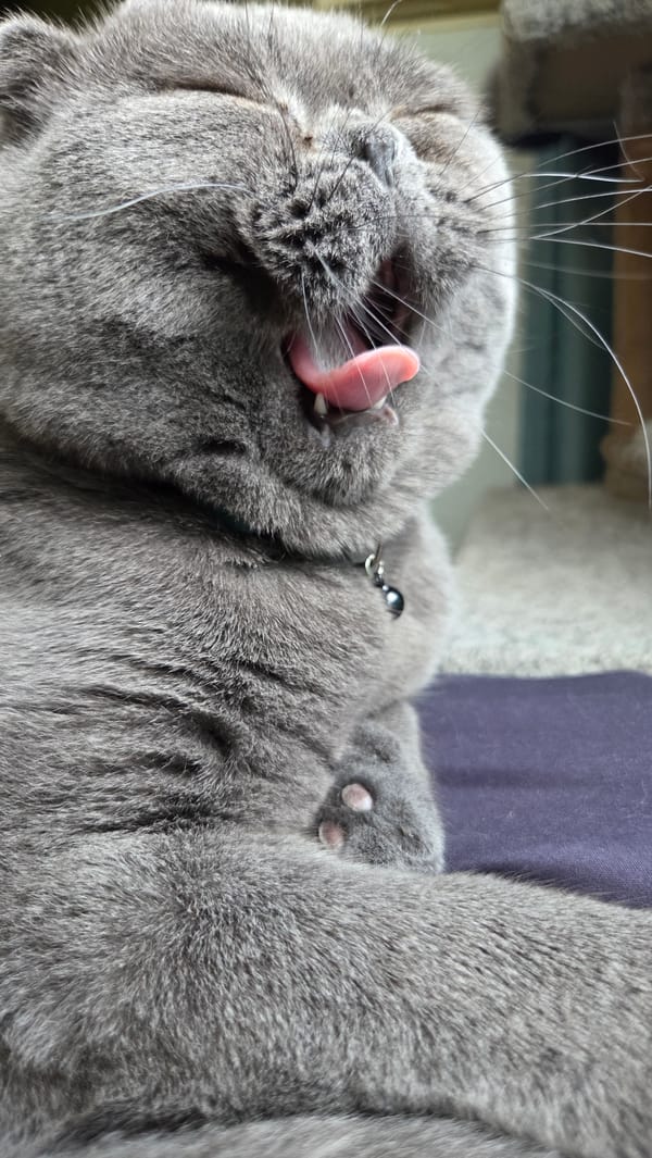 Gray cat totally zoned out, tongue out, fully unbothered