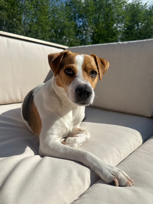 Dog rests on sofa in Norwegian home