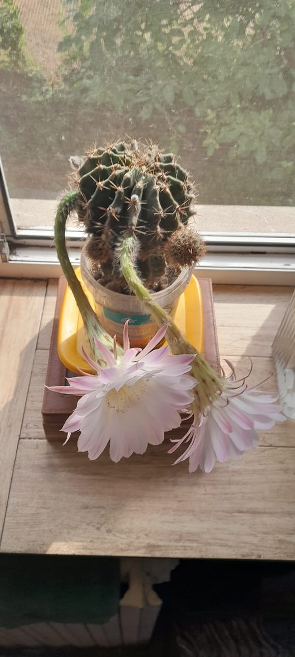 Flowering cactus and aloe plants on an Odesa windowsill