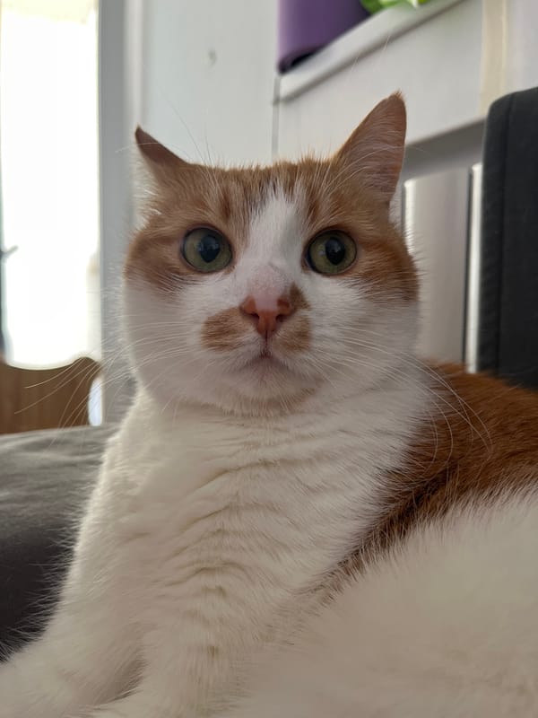 Orange and white cat photographed in Novi Sad