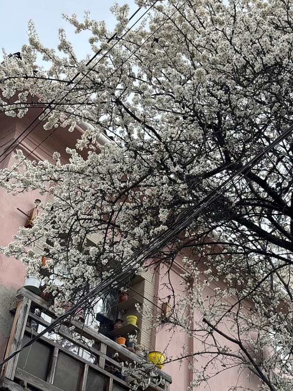 Spring blooms and berries documented across Simferopol