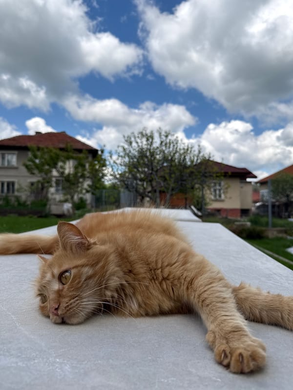Pets caught relaxing outdoors in Bulgarian town Friday morning