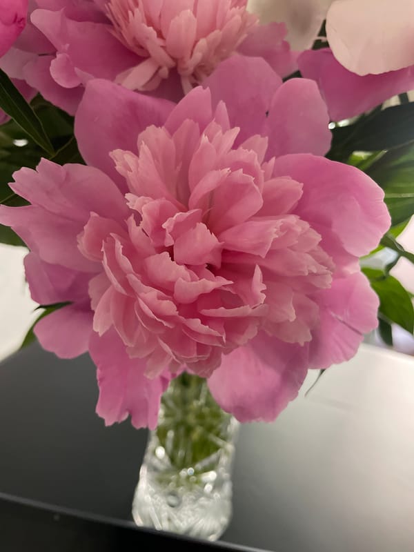 Ginger cat explores peony bouquet in Ukrainian home