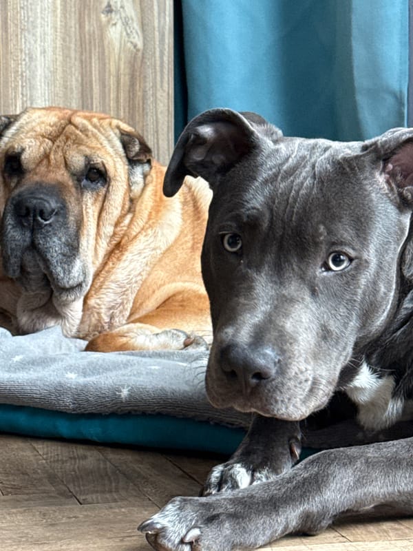 Dogs rest peacefully in homes across Varna, Bulgaria