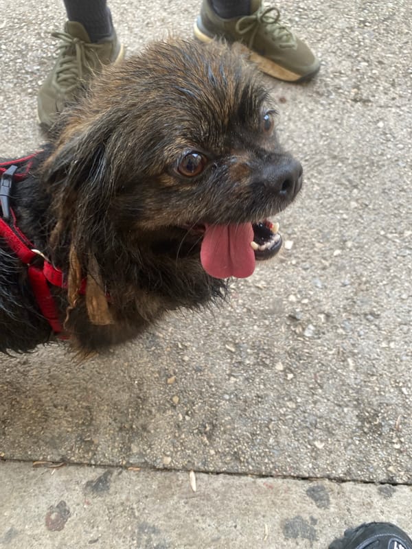 Dog walk and wet basketball court documented in Troyan
